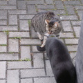 DSCN0433